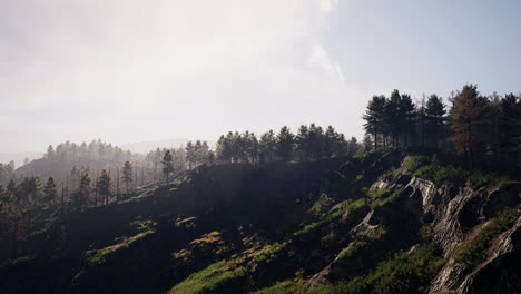 Bosque-De-Pinos-Verdes-En-La-Ladera-De-La-Montaña