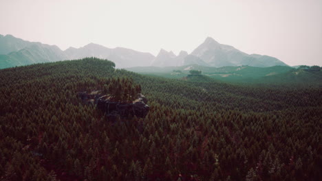 Beautiful-pine-trees-on-background-high-mountains