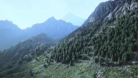 Fir-and-other-pine-trees-on-mountains-on-a-sunny-end-of-summer