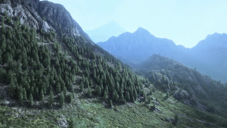 Bosque-De-Pinos-Que-Crece-En-Las-Montañas