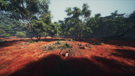 Interior-Australiano-Con-árboles-Y-Arena-Amarilla