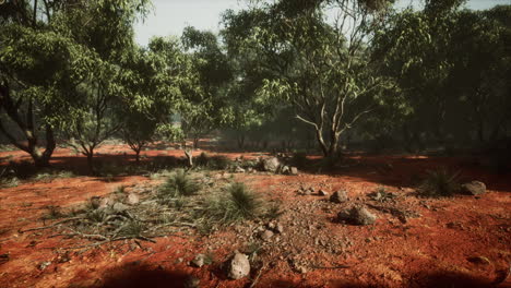 Australisches-Outback-Mit-Bäumen-Und-Gelbem-Sand