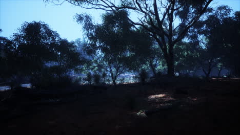 sunset-in-the-australian-bush
