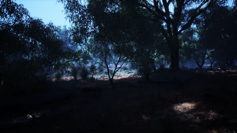 Feldweg-Durch-Angophora--Und-Eukalyptuswald