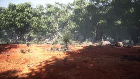 Australisches-Outback-Mit-Bäumen-Und-Gelbem-Sand