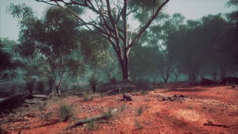 Dirt-track-through-Angophora-and-eucalyptus-forest