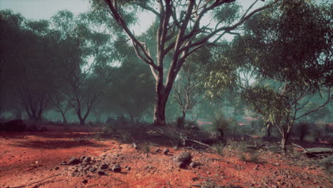 australian-outback-with-trees-and-yellow-sand