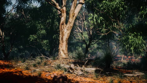 Interior-Australiano-Con-árboles-Y-Arena-Amarilla