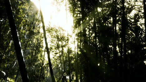 Die-Sonnenstrahlen-Dringen-Zwischen-Den-Zweigen-Und-Bambusblättern-Hindurch