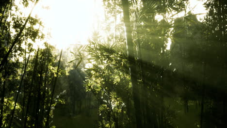 Die-Sonnenstrahlen-Dringen-Zwischen-Den-Zweigen-Und-Bambusblättern-Hindurch