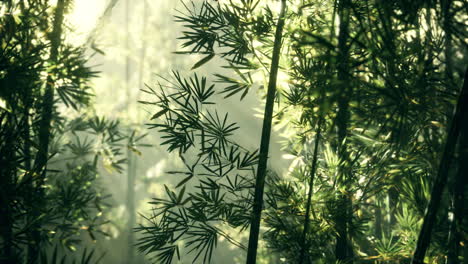 Bambusblätter-Im-Rauch