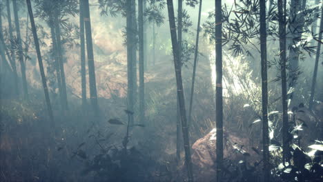 sunshine-in-the-morning-mist-bamboo-forest