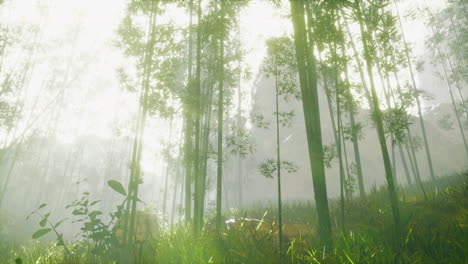 bamboo-green-forest-in-morning-fog
