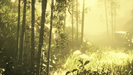 Bambusstämme-Und-Sonnenlicht-Scheinen-Durch-Die-Wände-Der-Pflanze-Und-Des-Nebels