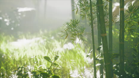 sunshine-in-the-morning-mist-bamboo-forest