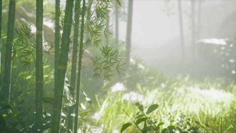 bamboo-green-forest-in-morning-fog