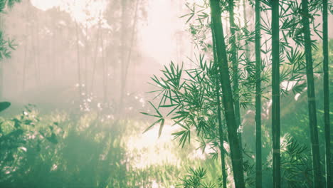 Sol-En-La-Niebla-De-La-Mañana-Bosque-De-Bambú