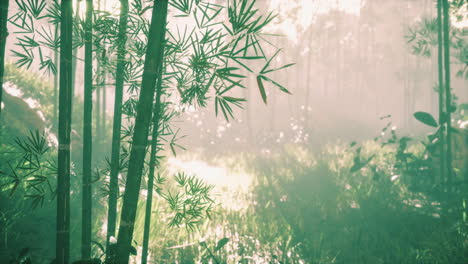 Bambusgrüner-Wald-Im-Morgennebel