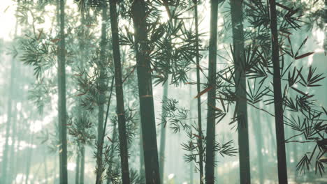 Bambusstämme-Und-Sonnenlicht-Scheinen-Durch-Die-Wände-Der-Pflanze-Und-Des-Nebels