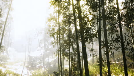 bamboo-trunks-and-sunlight-shines-through-the-walls-of-the-plant-and-fog