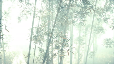 Bosque-Verde-De-Bambú-En-La-Niebla-De-La-Mañana
