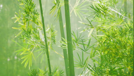 Bosque-Verde-De-Bambú-En-Niebla-Profunda