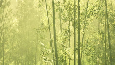 Green-bamboo-in-the-fog-with-stems-and-leaves