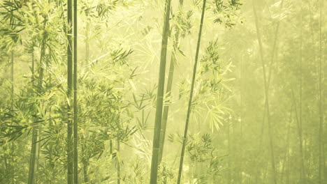 Bamboo-forest-in-southern-China