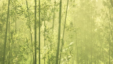 Bambushain-Im-Dichten-Nebel