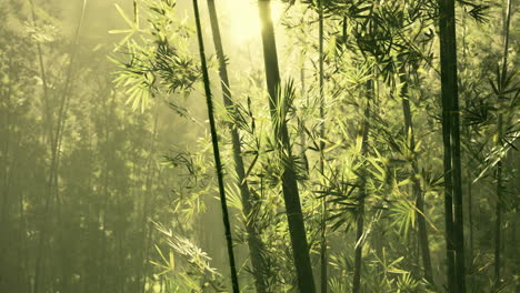 Grüner-Bambus-Im-Nebel-Mit-Stielen-Und-Blättern
