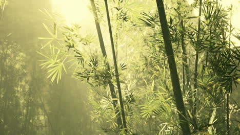 Bamboo-green-forest-in-deep-fog
