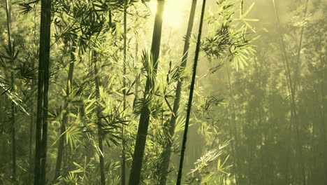 Bamboo-grove-in-dense-fog