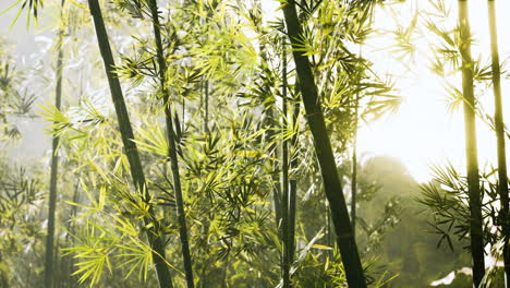 Bosque-Verde-De-Bambú-En-Niebla-Profunda