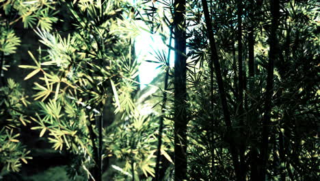 Bosque-De-Bambú-En-El-Sur-De-China