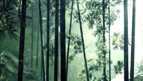 Morgenstimmung-In-Einem-Bambuswald