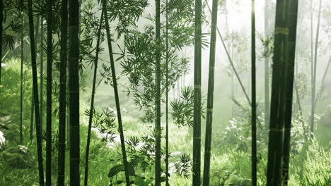 Naturaleza-Fresca-Y-Bosque-De-Bambú-Tropical-Verdoso
