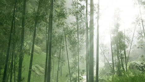 Frische-Natur-Und-Grüner-Tropischer-Bambuswald