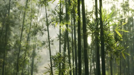 green-bamboo-forest-with-morning-sunlight