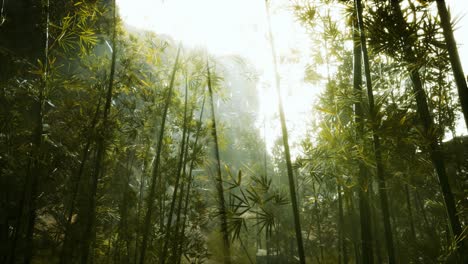 Grüner-Bambuswald-Mit-Morgensonne