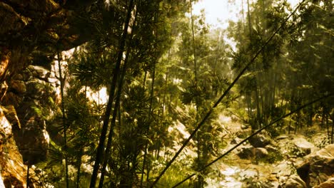 Bosque-De-Bambú-Verde-Con-Luz-Solar-Matutina