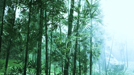 Selvas-Tropicales-Del-Sudeste-Asiático