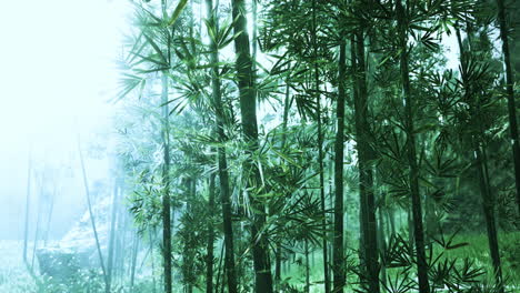 Morgenstimmung-In-Einem-Bambuswald