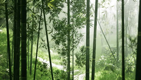 Morning-atmosphere-in-a-bamboo-forest