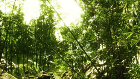 Green-bamboo-forest-in-Hawaii