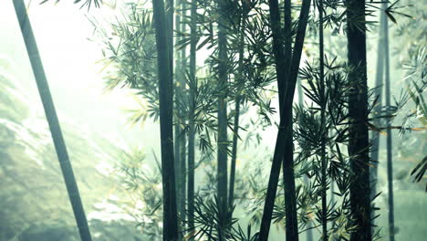 Grüner-Bambus-Im-Nebel-Mit-Stielen-Und-Blättern
