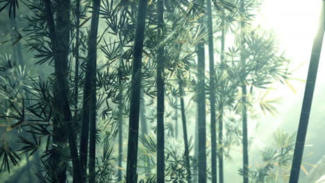 Bosque-De-Bambú-Del-Sur-De-China