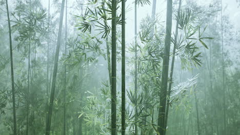 Bamboo-forest-of-southern-China
