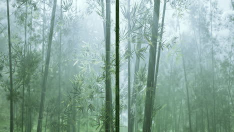Bosque-De-Bambú-Con-Luz-Natural-De-La-Mañana-En-El-Jardín-Plantado