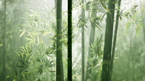 Bambuswald-Mit-Natürlichem-Morgensonnenlicht-Im-Garten-Gepflanzt