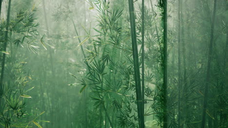 Ambiente-Matutino-En-Un-Bosque-De-Bambú